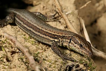 Mauereidechse (Podarcis muralis), niederländische Unterart Mauereidechse, niederl. Unterart