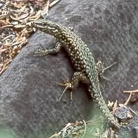 Italienische Mauereidechse (Podarcis muralis nigriventris) Italienische Mauereidechse
