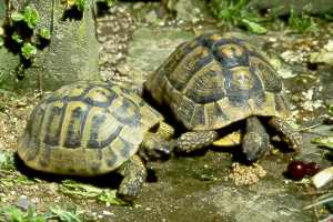 Griechische Landschildkr&ouml;te