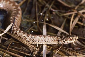 Kreuzotter (Vipera berus), W Kreuzotter (Vipera berus), W