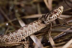 Kreuzotter (Vipera berus), W Kreuzotter (Vipera berus), W