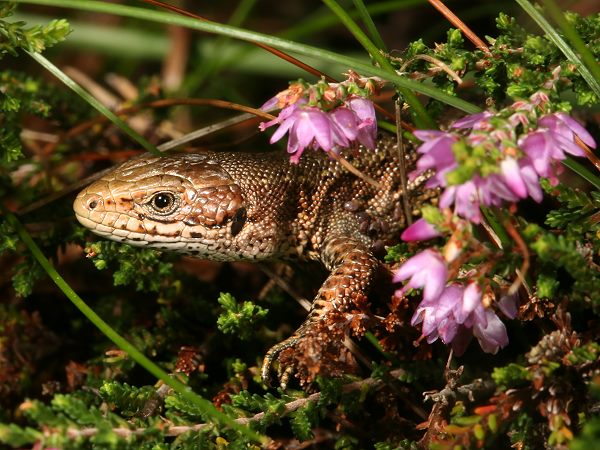 Moor- bzw. Waldeidechse