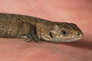 Junge Waldeidechse auf der Hand