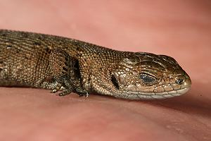 Junge Moor- bzw. Waldeidechse