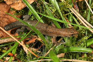 Waldeidechse Waldeidechse