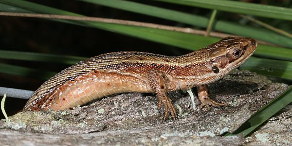 Moor- bzw. Waldeidechse