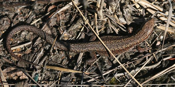 Moor- bzw. Waldeidechse