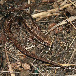 Moor- bzw. Waldeidechse