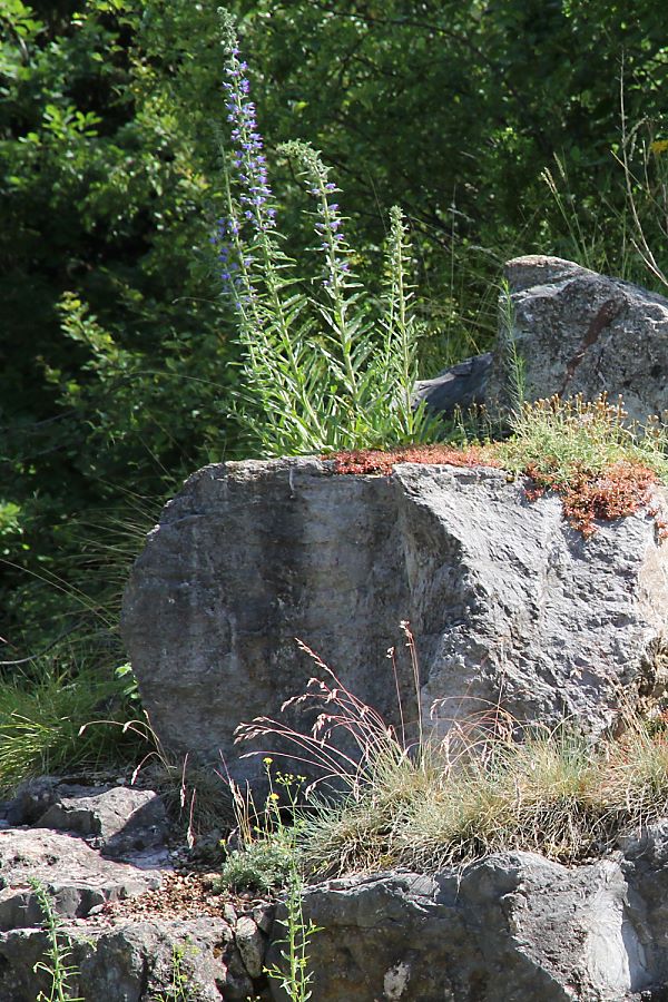 Felsiges Reptilien-Habitat