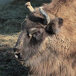 Wisent