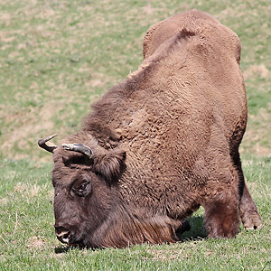 Wisent (Bos bonasus)