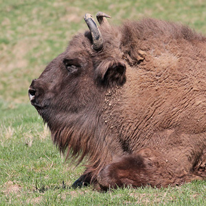 Wisent (Bos bonasus)