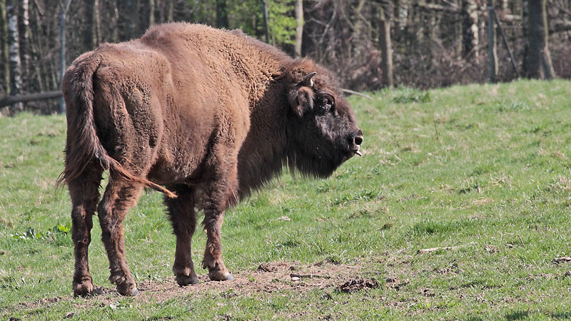 Wisent