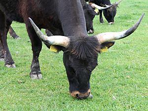 Auerochse (R&uuml;ckzucht)