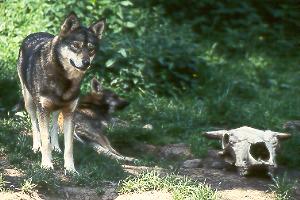2 Indische W&ouml;lfe nach einer Mahlzeit