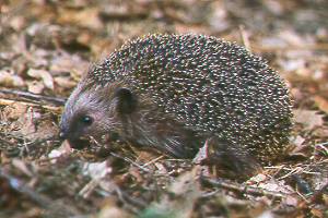 Igel