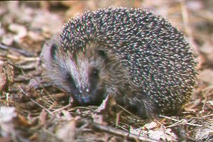 Igel in Freiheit