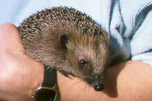 Igel