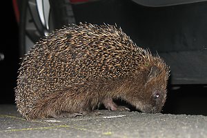 Igel