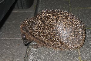 Igel