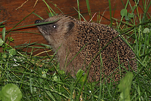 Igel