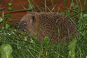 Igel