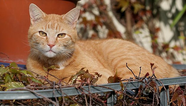 Hauskatze