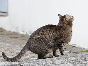 Hauskatze