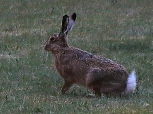 Feldhase