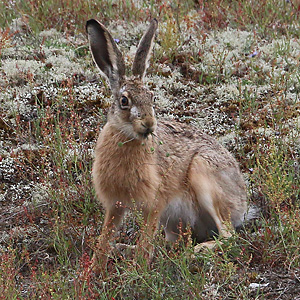 Feldhase