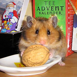 Goldhamster