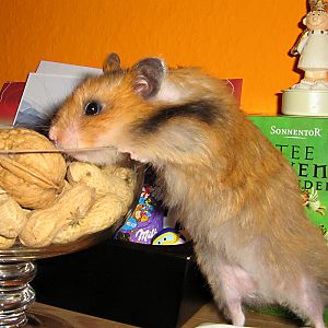 Goldhamster