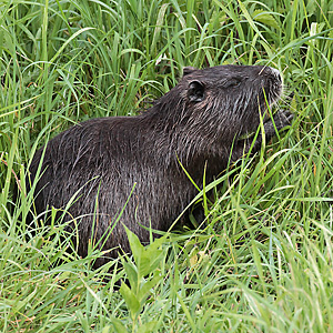 Nutria Nutria