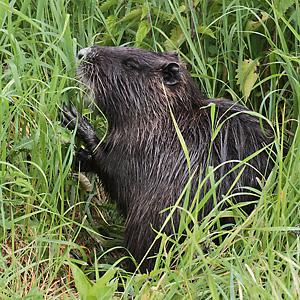 Nutria Nutria