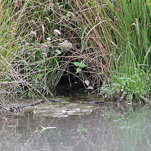 Nutria-Erdbau Nutria-Erdbau