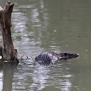Nutria im Wasser Nutria im Wasser