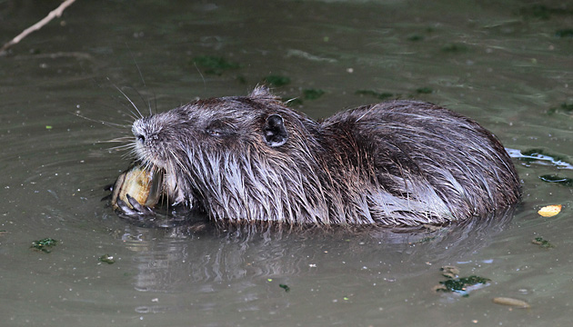 Nutria mit Muschel Nutria