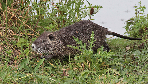 Nutria Nutria