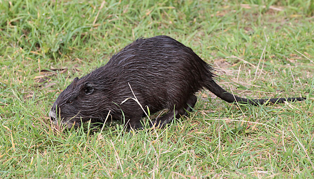 Nutria Nutria