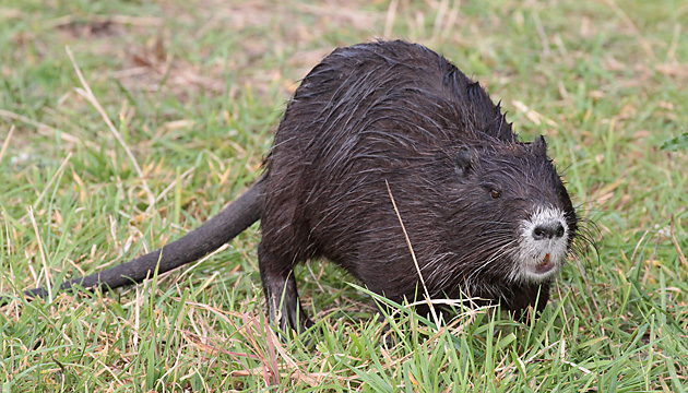 Nutria Nutria