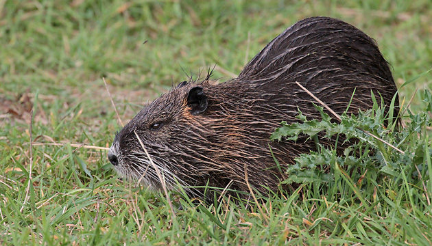Nutria Nutria