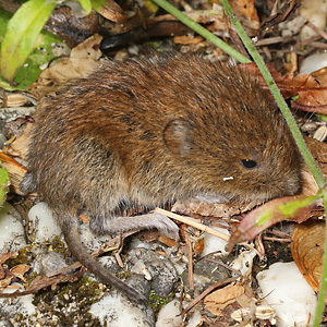 Myodes glareolus, jung