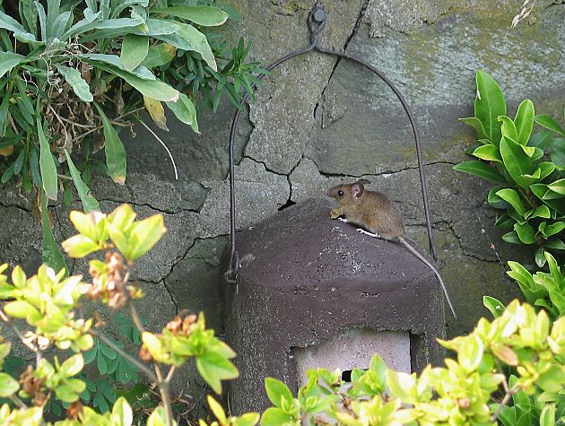 Tier Und Natur Nagetiere Hausmaus