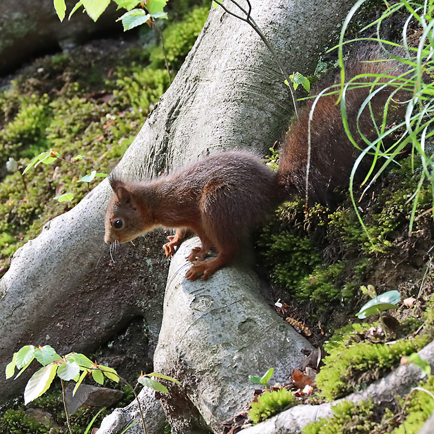 Eichh&ouml;rnchen