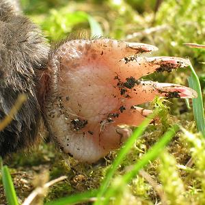 Maulwurf-Hand