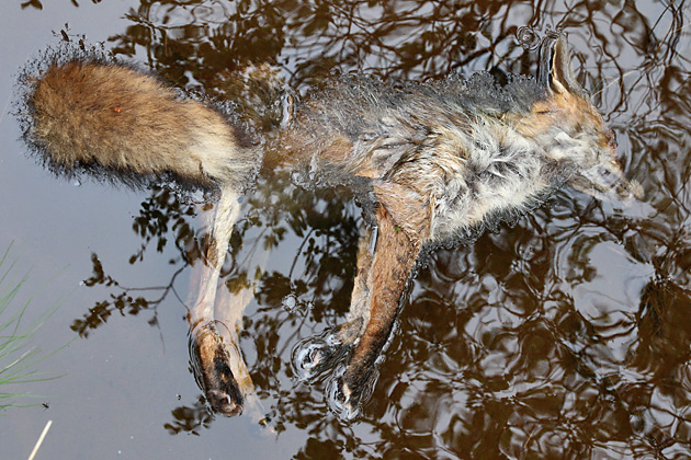 Toter Fuchs