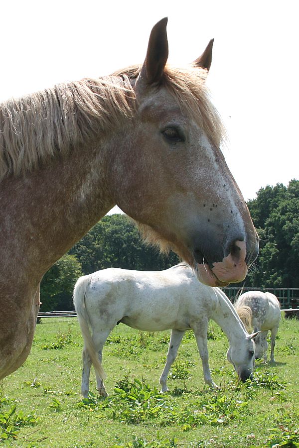 S&auml;ugetier: Hauspferd