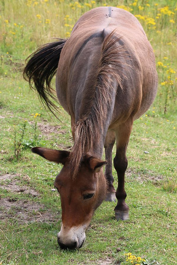 S&auml;ugetier: Hausesel