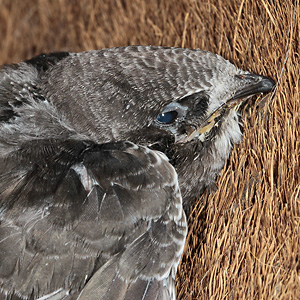 Kleiner Mauersegler 1