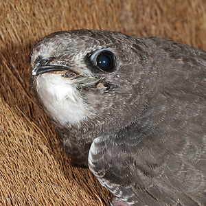 Kleiner Mauersegler 2